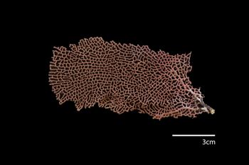 Media type: image; Invertebrate Zoology ALCY-719